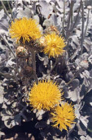 Centaurea ragusina